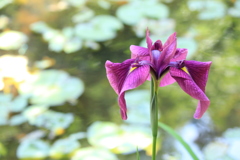 花菖蒲