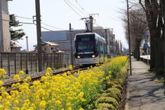 菜の花と路面電車