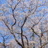 見上げても桜