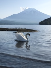 富士山とスワン