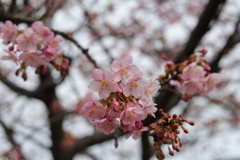 SAKURA