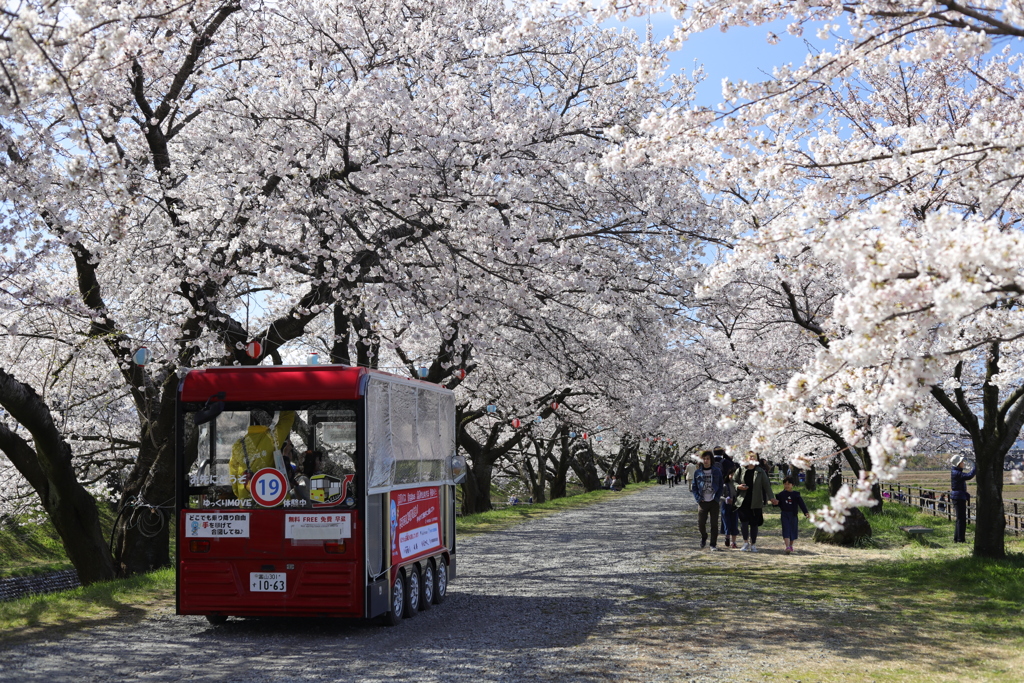 桜のトンネル