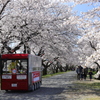 桜のトンネル