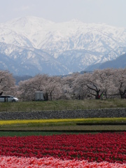 雪、桜、菜の花、チューリップの4重奏