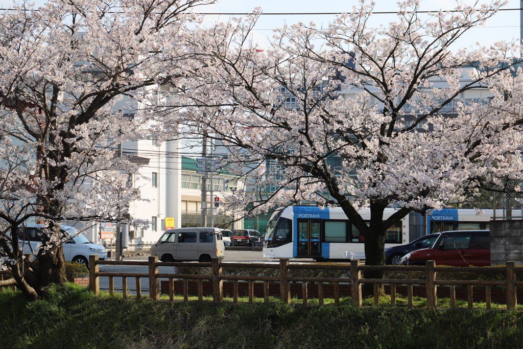 桜の中を走る