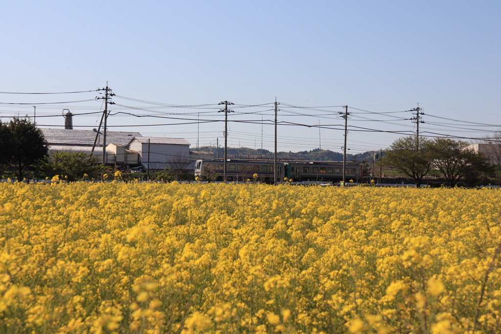 菜の花と電車