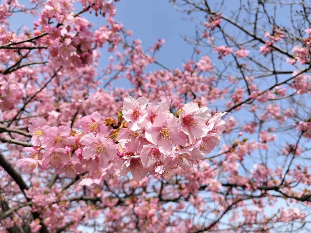 河津桜