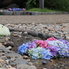 お花の小川