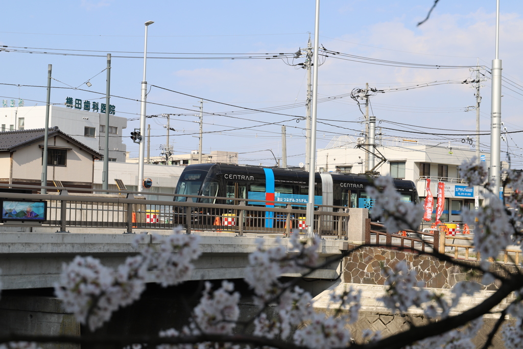 ライトレールと桜