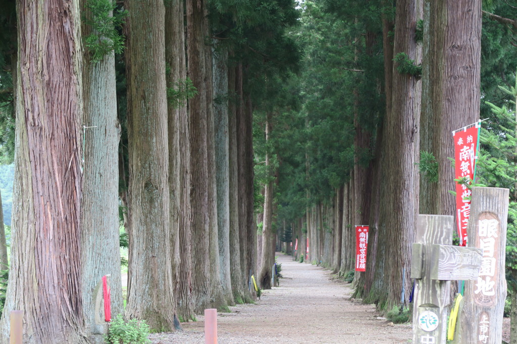 栂の並木