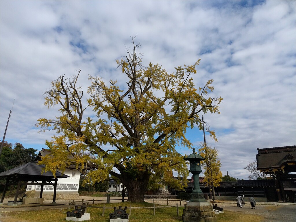 お寺のイチョウ