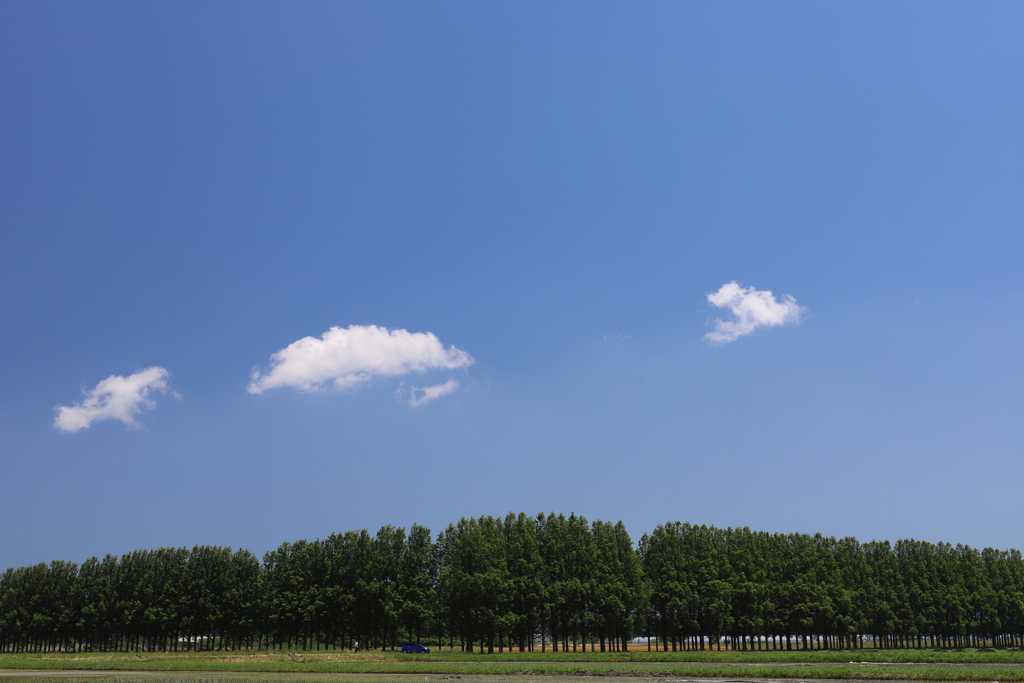 メタセコイアと青い空。