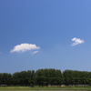 メタセコイアと青い空。