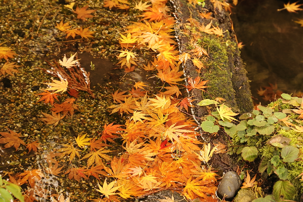 紅葉の集い