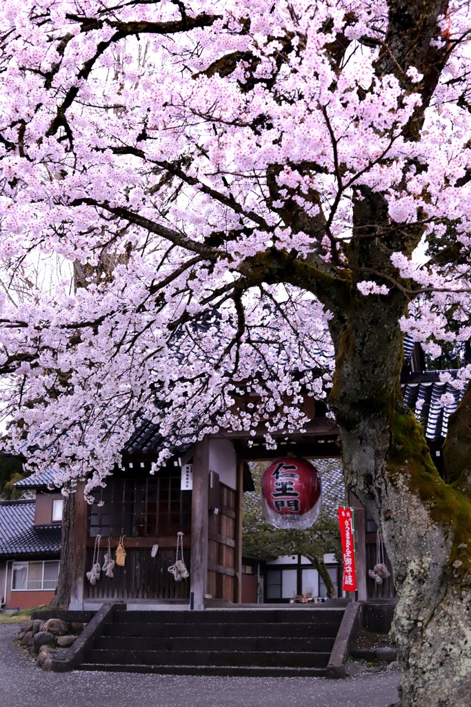 門と桜