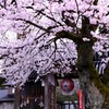 門と桜