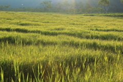 まるで草原