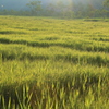 まるで草原