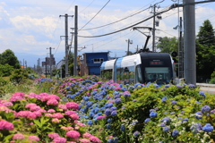 紫陽花とライトレール