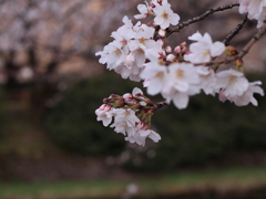 桜　最後かな