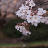 桜　最後かな