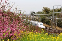 春爛漫 (Spring in full bloom) 
