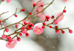 雪中紅梅 (Red plum blossoms in the snow) 