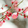 雪中紅梅 (Red plum blossoms in the snow) 