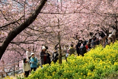 冬の桜と菜の花
