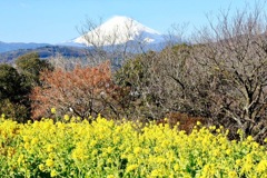 富士山と菜の花