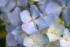 紫陽花と蟻