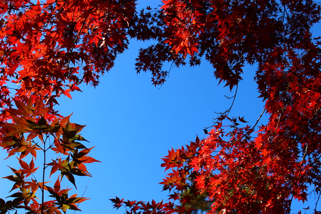 秋空