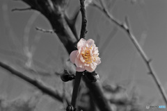 桃の花の色