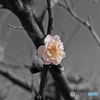 桃の花の色
