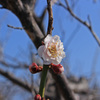 桃の花