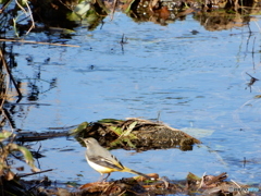 水辺の鳥