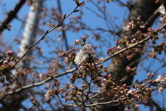 桜