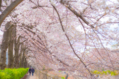 桜が咲く土曜日の午後