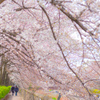 桜が咲く土曜日の午後