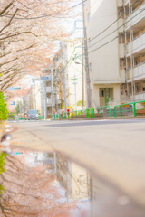 昨日の雨の水たまり