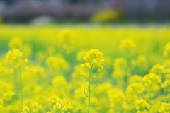 菜の花畑