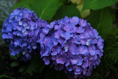 紫陽花