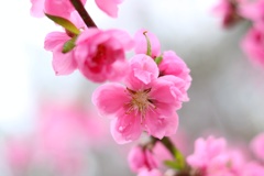 八重