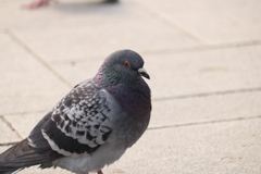 はと