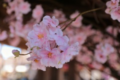 啓翁桜