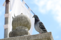 はと③