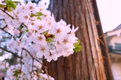 最期の桜