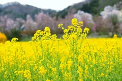 菜の花畑