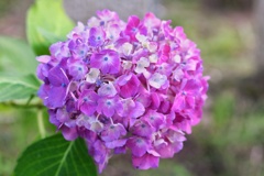 紫陽花