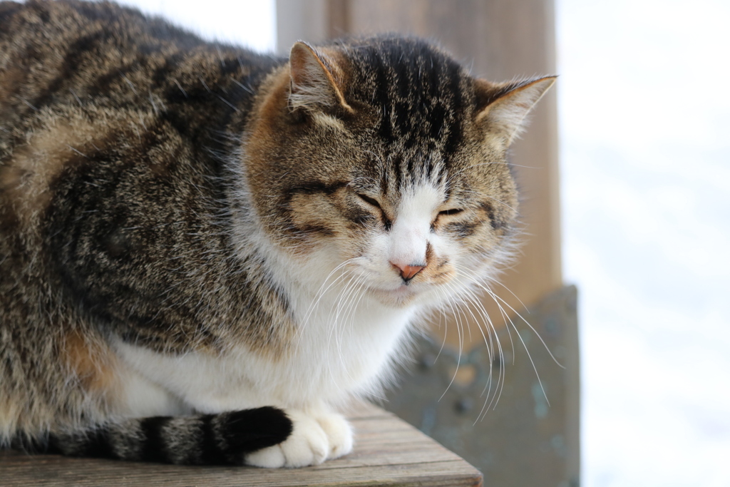 眠い…